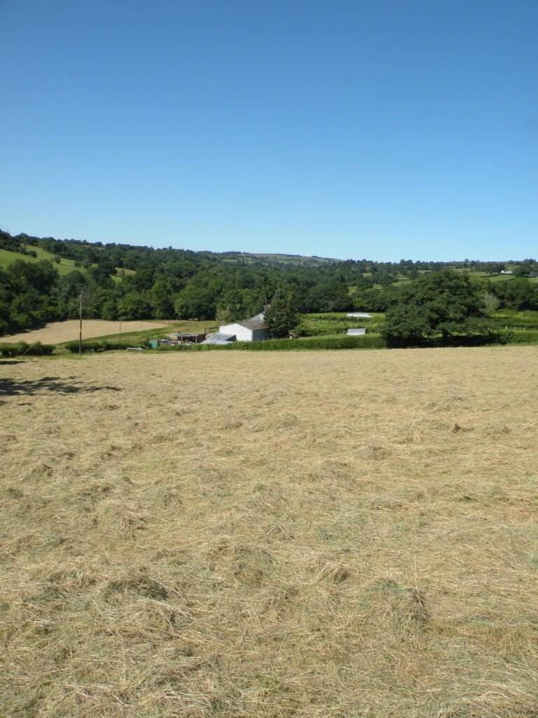 Fields with cut hay drying
