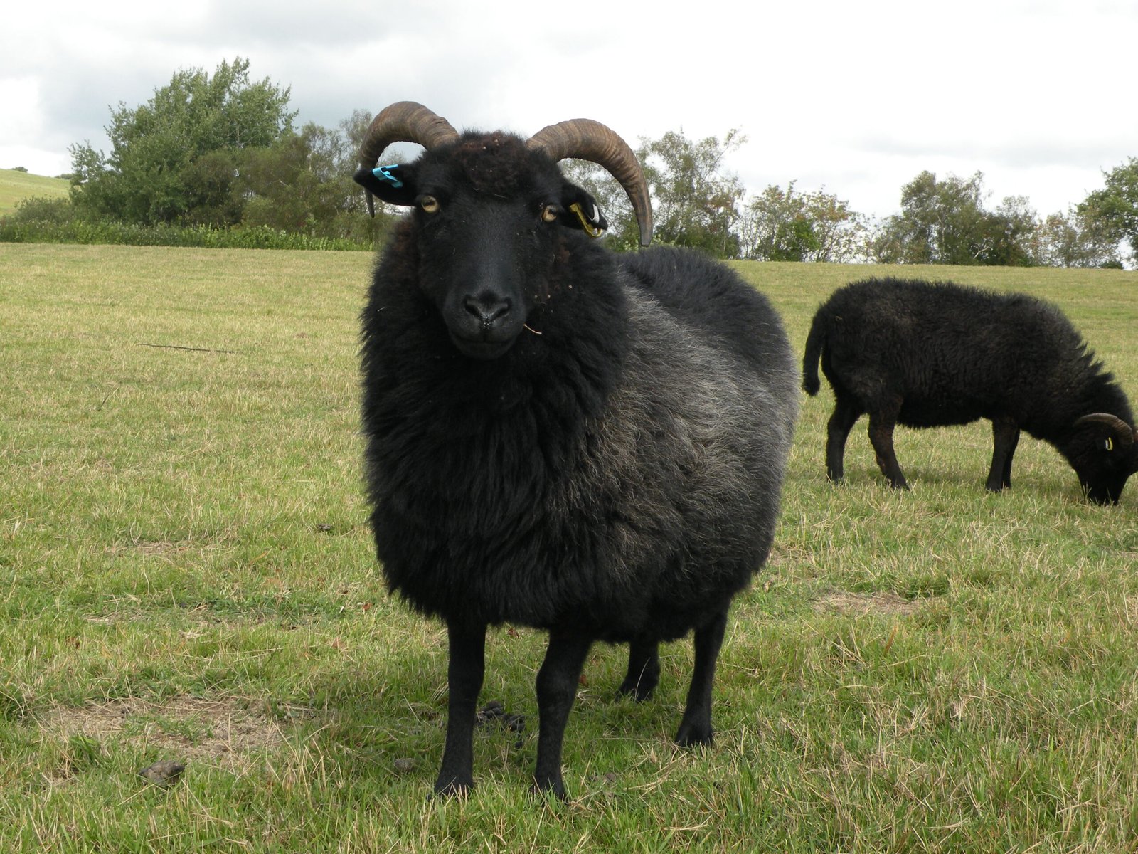 Barbara the Hebridean sheep Barbara the Hebridean sheep