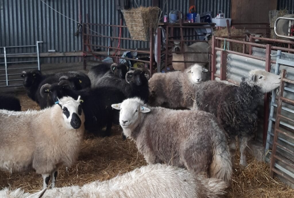 Sheep inside a metal barn with straw on the floor, looking at the camera