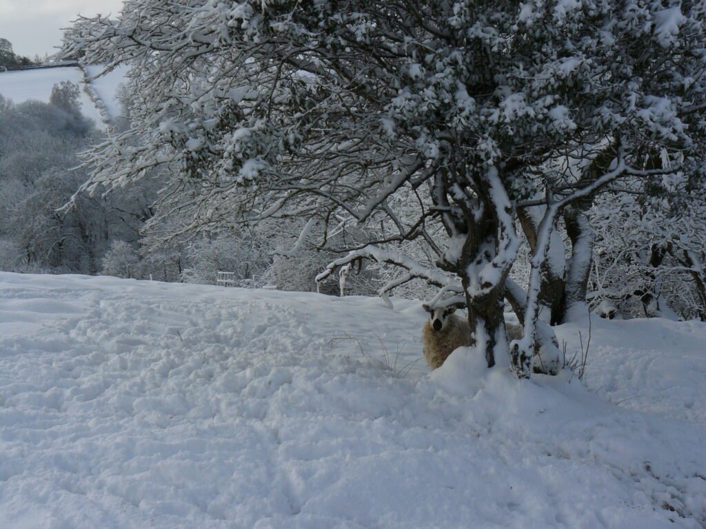 A sheep standing under a tree in a heavy covering of snow