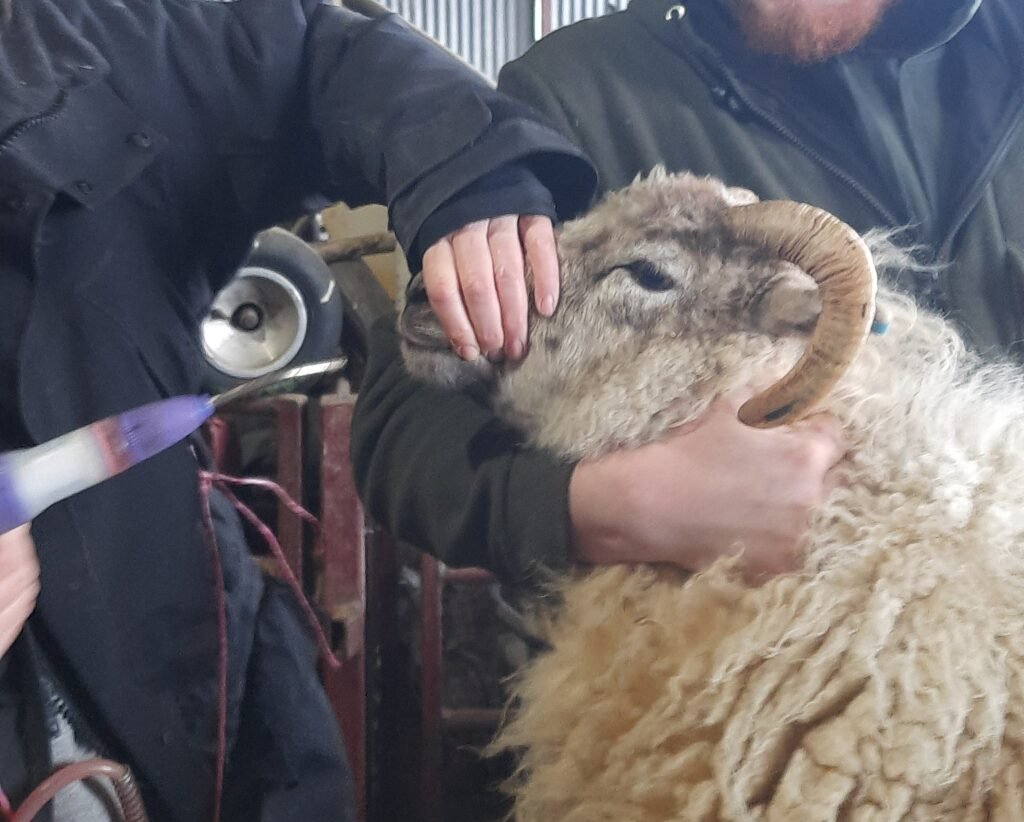 One of the Boreray having Osmond's vitamin drench