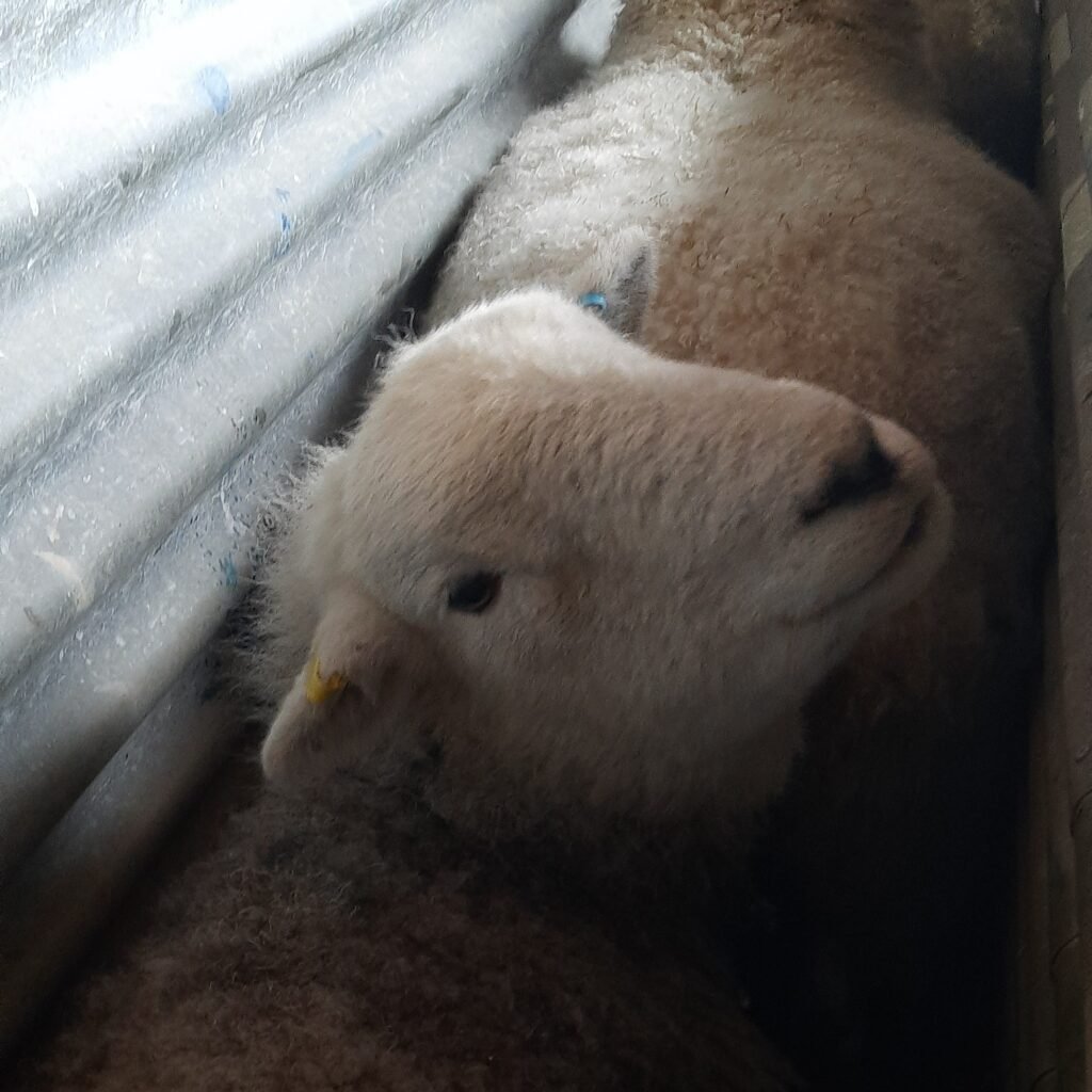 One of the Herdwicks having a foot soak in the foot bath