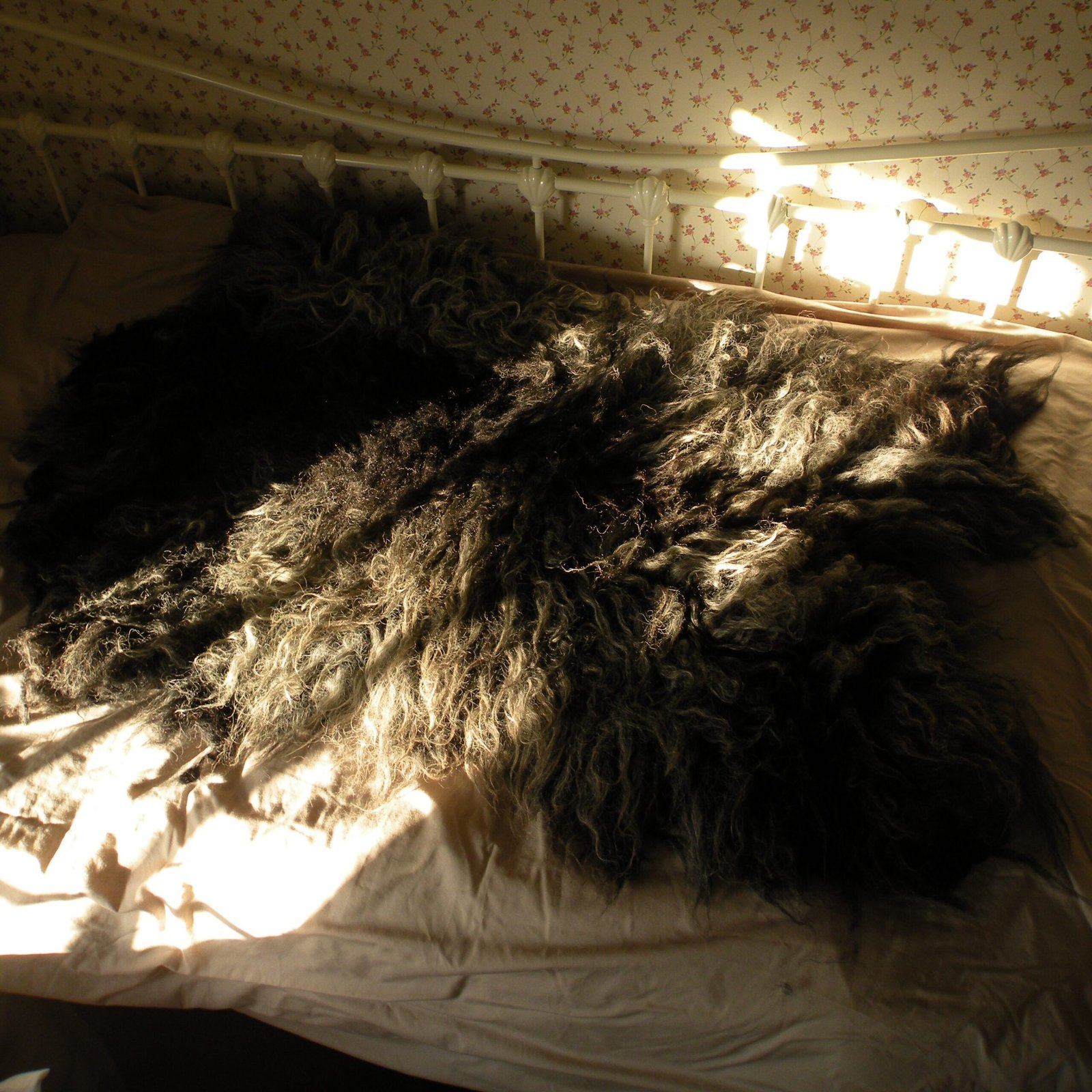 dscn7487 Hebridean rug inside on a bed
