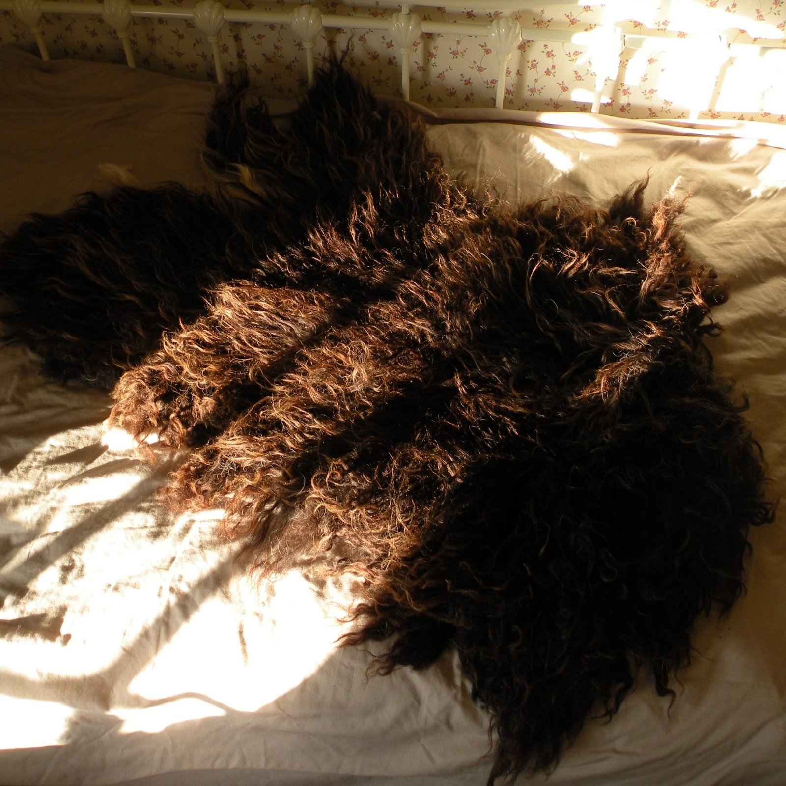 dscn7491 A brown felted rug on a bed in the sun
